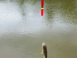 Groẞer Dolgensee (Templin)