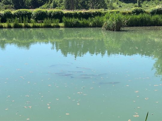 Bruckensee (Gruol)-1