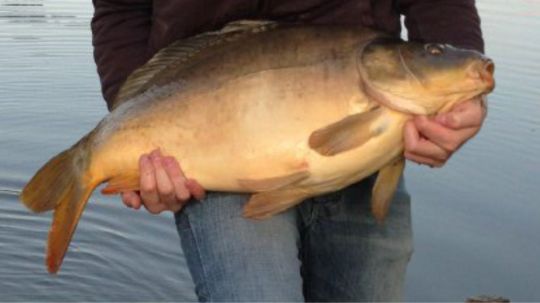 Angelsee Wassermühle (Bendestorf)-3