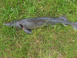 Sauerlandforellen (Refflingsen)-1