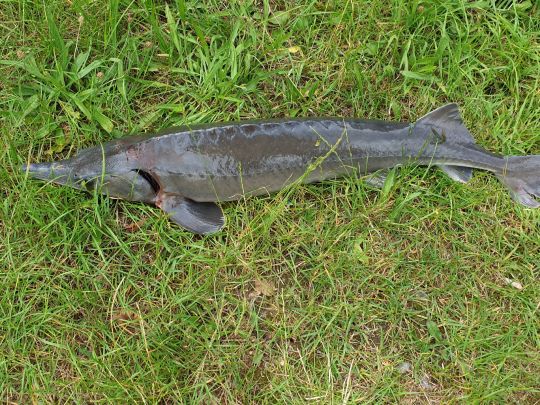 Sauerlandforellen (Refflingsen)-2