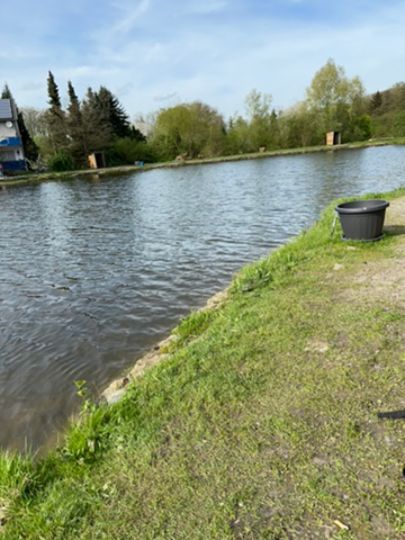 Sauerlandforellen (Refflingsen)-3