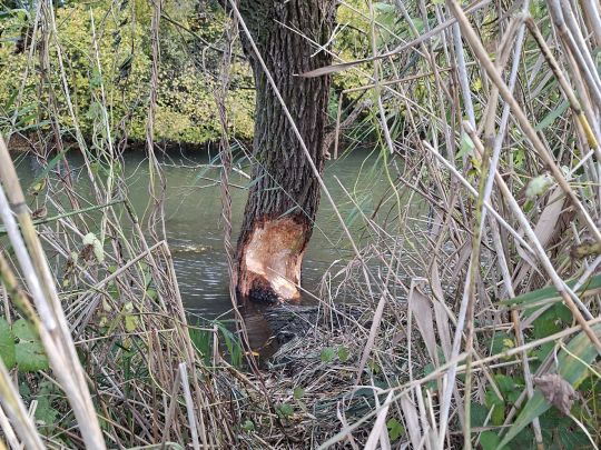 Altrhein Hügelsheim-1