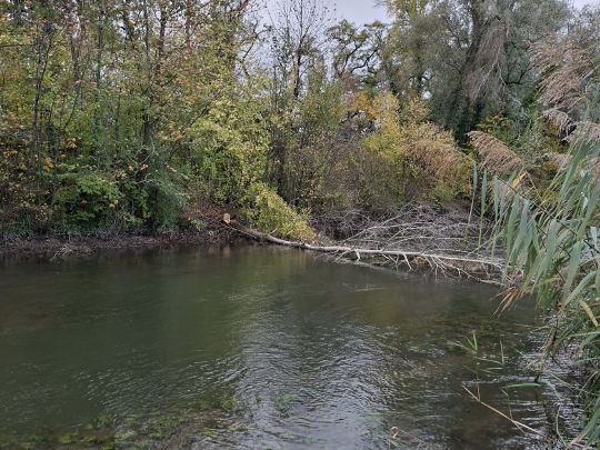 Altrhein Hügelsheim-3