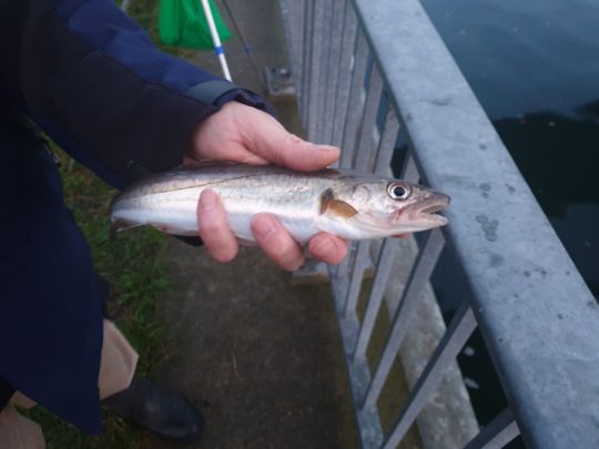 Nord-Ostsee-Kanal (Kiel)-4