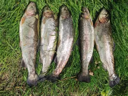 Forellensee Osloß-4