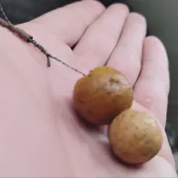 Garzer See (Rügen)-4