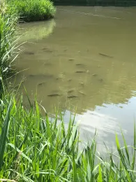 Stauweiher Dohm-Lammersdorf-2