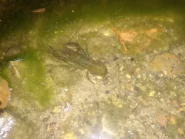 Laher Teich (Hannover)-2