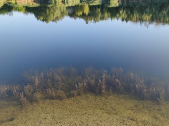 Kalksteinbruch (Halle)