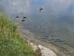 Kalksteinbruch (Halle)-2