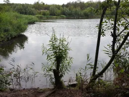 Kalksteinbruch (Halle)-1