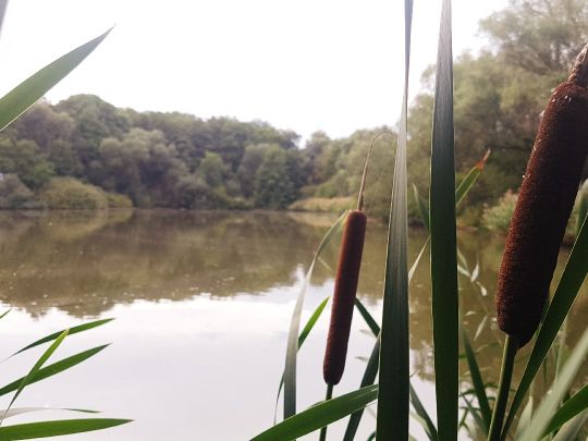 Oberer Romsdorfer Teich-1