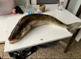 Noord-Holland-Kanal (Den Helder)-1