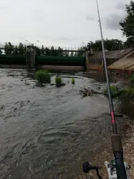 Lausitzer Neiße (Rothenburg/Oberlausitz)-4