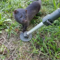 Lausitzer Neiße (Rothenburg/Oberlausitz)