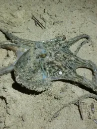 Mittelmeer (Barcelona)