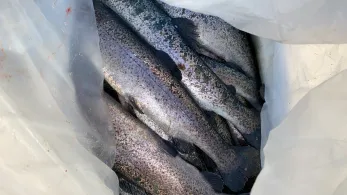 Forellenvisvijver Heioord-4