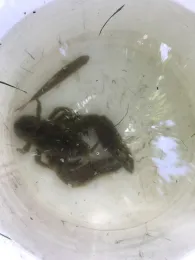 Dreiecksweiher (Unterlaus)