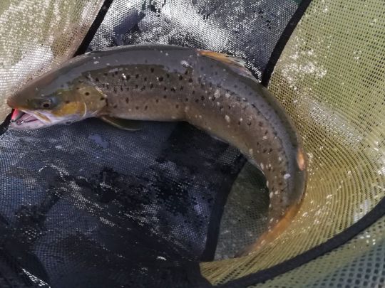 Ostsee (Kühlungsborn)-3