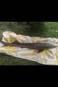 Voglerteich (Hüttengesäß)-2