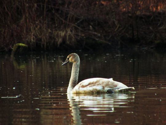 Main-Donau-Kanal (Riedenburg)-3