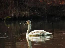 Main-Donau-Kanal (Riedenburg)-3