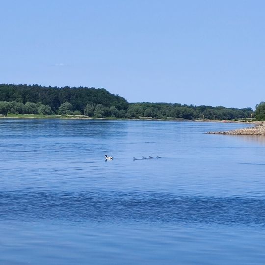 Elbe (Hitzacker/Elbe) angeln