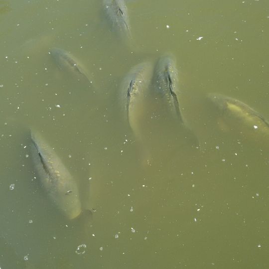 Stadtweiher Leutkirch-2