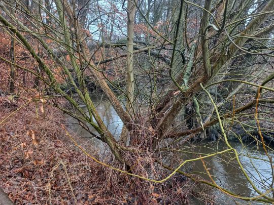 Kleiner Waldbach (Neuburg)-2