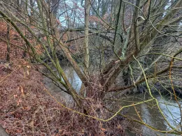 Kleiner Waldbach (Neuburg)-2