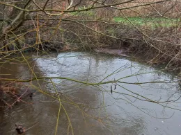 Kleiner Waldbach (Neuburg)-1