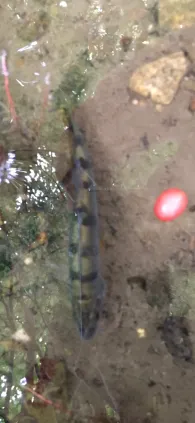 Andelsbach (Denkingen)