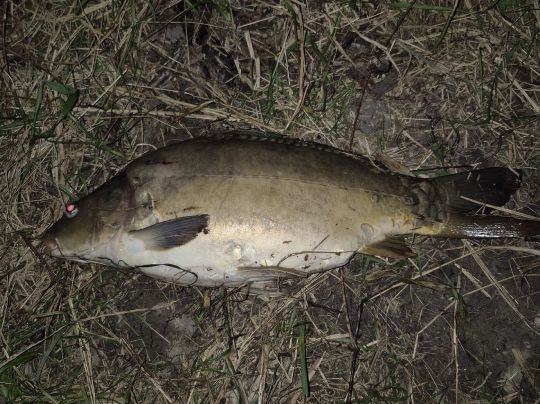 Wertach (Wehringen)-3