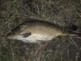 Wertach (Wehringen)-3