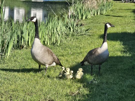 Glashütter Weiher (Stolberg)-3