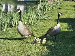 Glashütter Weiher (Stolberg)-2