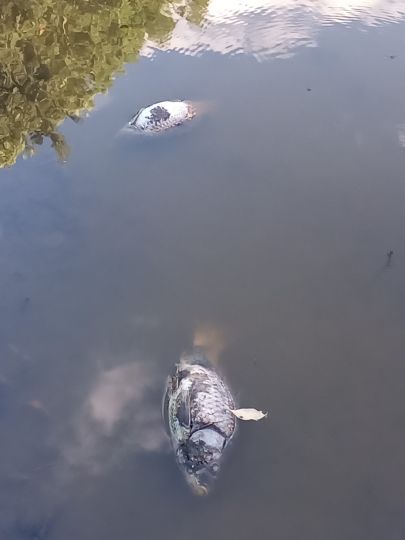 Wasserspeicher Lüffingen-1