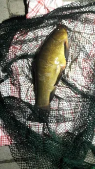 Langhauser Tief (Norden)