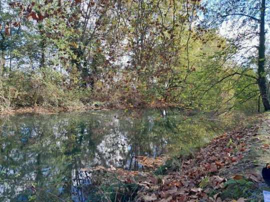 Canal du Rhône au Rhin (Gerstheim)-3