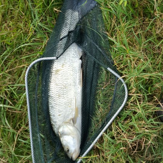 Canal du Rhône au Rhin (Gerstheim)-1