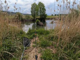 Radolfzeller Aach (Moos)