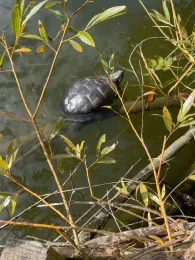 Teichanlage Oberurff - Schiffelborn-1