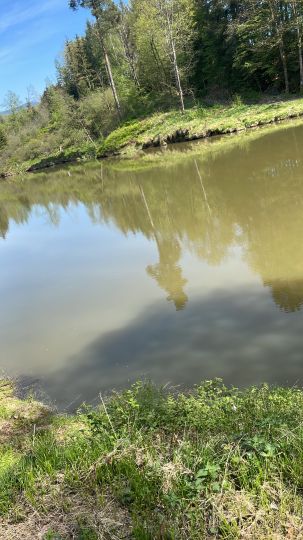 Berger Weiher (Metten)