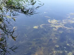 Grundwasser (Brieskow-Finkenheerd)-1