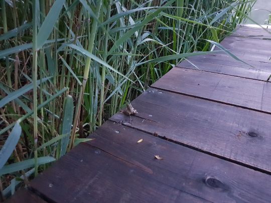 Haselsee (Babenhausen)-2