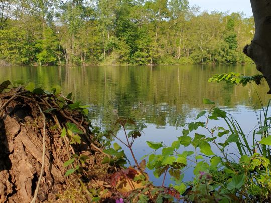 Salzweiher (Frechen)-2