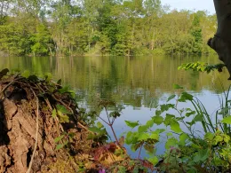 Salzweiher (Frechen)-2