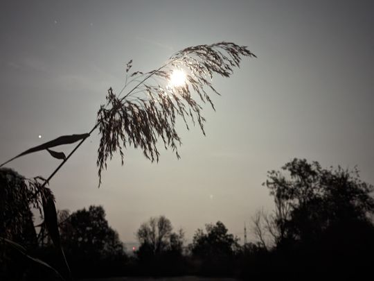 Inselsee (Kappel-Grafenhausen)-1