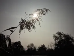 Inselsee (Kappel-Grafenhausen)-1